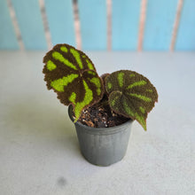 Load image into Gallery viewer, #W80 Begonia Iron Cross - Bordered Form
