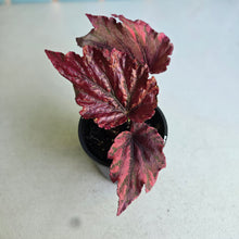 Load image into Gallery viewer, #G2 Begonia Unknown