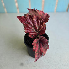 Load image into Gallery viewer, #G2 Begonia Unknown