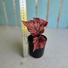 Load image into Gallery viewer, #G2 Begonia Unknown