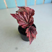 Load image into Gallery viewer, #G2 Begonia Unknown