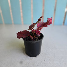 Load image into Gallery viewer, #G2 Begonia Unknown