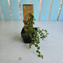Load image into Gallery viewer, #E8 Ficus Thunbergii + Pumila Minima