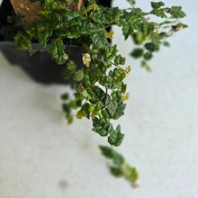 Load image into Gallery viewer, #E8 Ficus Thunbergii + Pumila Minima