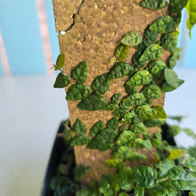 Load image into Gallery viewer, #E8 Ficus Thunbergii + Pumila Minima