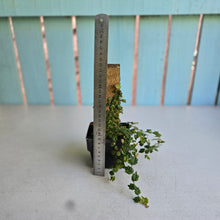 Load image into Gallery viewer, #E8 Ficus Thunbergii + Pumila Minima
