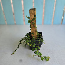 Load image into Gallery viewer, #E8 Ficus Thunbergii + Pumila Minima