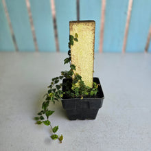 Load image into Gallery viewer, #E8 Ficus Thunbergii + Pumila Minima
