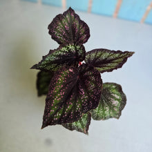 Load image into Gallery viewer, #605 Begonia Unknown
