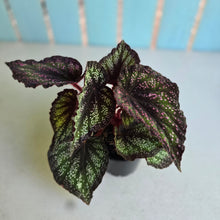 Load image into Gallery viewer, #605 Begonia Unknown