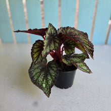 Load image into Gallery viewer, #605 Begonia Unknown