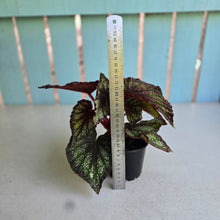 Load image into Gallery viewer, #605 Begonia Unknown