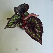 Load image into Gallery viewer, #605 Begonia Unknown