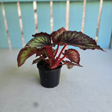 Load image into Gallery viewer, #605 Begonia Unknown