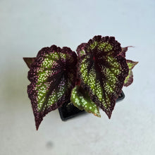 Load image into Gallery viewer, #P5 Begonia Unknown