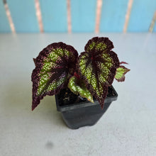 Load image into Gallery viewer, #P5 Begonia Unknown