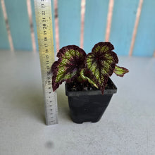 Load image into Gallery viewer, #P5 Begonia Unknown