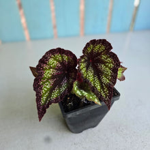 Load image into Gallery viewer, #P5 Begonia Unknown