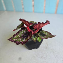 Load image into Gallery viewer, #P5 Begonia Unknown