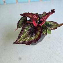 Load image into Gallery viewer, #P5 Begonia Unknown