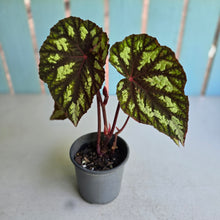 Load image into Gallery viewer, #160 Begonia Silver Legend