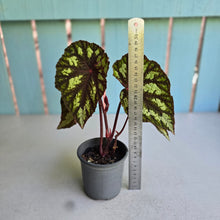 Load image into Gallery viewer, #160 Begonia Silver Legend