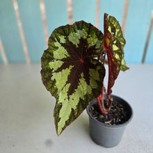 Load image into Gallery viewer, #160 Begonia Silver Legend