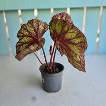Load image into Gallery viewer, #160 Begonia Silver Legend
