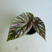 Load image into Gallery viewer, #W62 Begonia Brevirimosa