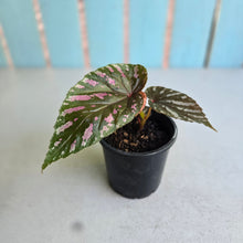 Load image into Gallery viewer, #W62 Begonia Brevirimosa
