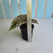Load image into Gallery viewer, #W62 Begonia Brevirimosa