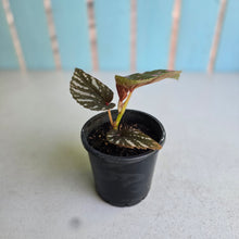 Load image into Gallery viewer, #W62 Begonia Brevirimosa