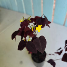 Load image into Gallery viewer, #W3 Oxalis Hedysaroides - Fire Fern