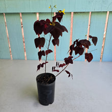 Load image into Gallery viewer, #W3 Oxalis Hedysaroides - Fire Fern