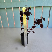 Load image into Gallery viewer, #W3 Oxalis Hedysaroides - Fire Fern