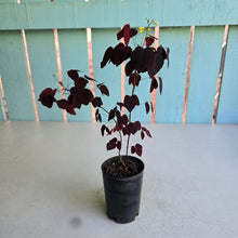 Load image into Gallery viewer, #W3 Oxalis Hedysaroides - Fire Fern
