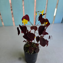 Load image into Gallery viewer, #W76 Oxalis Hedysaroides - Fire Fern