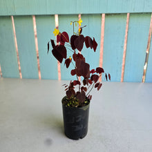 Load image into Gallery viewer, #W76 Oxalis Hedysaroides - Fire Fern