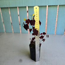 Load image into Gallery viewer, #W76 Oxalis Hedysaroides - Fire Fern