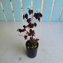 Load image into Gallery viewer, #W76 Oxalis Hedysaroides - Fire Fern