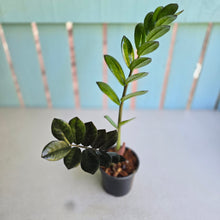 Load image into Gallery viewer, #B87 Zamioculcas Zamiifolia 'Raven'