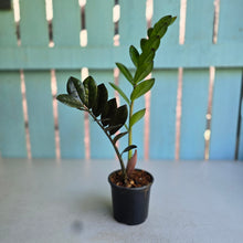 Load image into Gallery viewer, #B87 Zamioculcas Zamiifolia 'Raven'