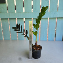 Load image into Gallery viewer, #B87 Zamioculcas Zamiifolia 'Raven'