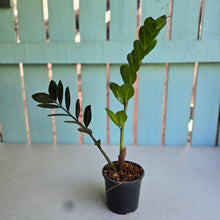 Load image into Gallery viewer, #B87 Zamioculcas Zamiifolia 'Raven'