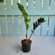Load image into Gallery viewer, #B87 Zamioculcas Zamiifolia 'Raven'