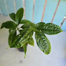 Load image into Gallery viewer, #N25 Anthurium Digitatum