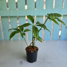 Load image into Gallery viewer, #N25 Anthurium Digitatum