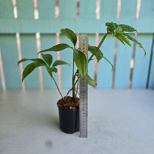 Load image into Gallery viewer, #N25 Anthurium Digitatum