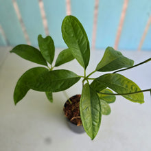 Load image into Gallery viewer, #N25 Anthurium Digitatum