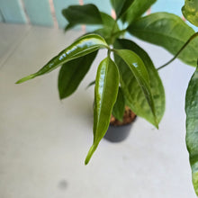 Load image into Gallery viewer, #N25 Anthurium Digitatum
